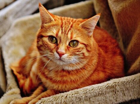 Be A Super Catmom: Popular CBD Treats For Cats